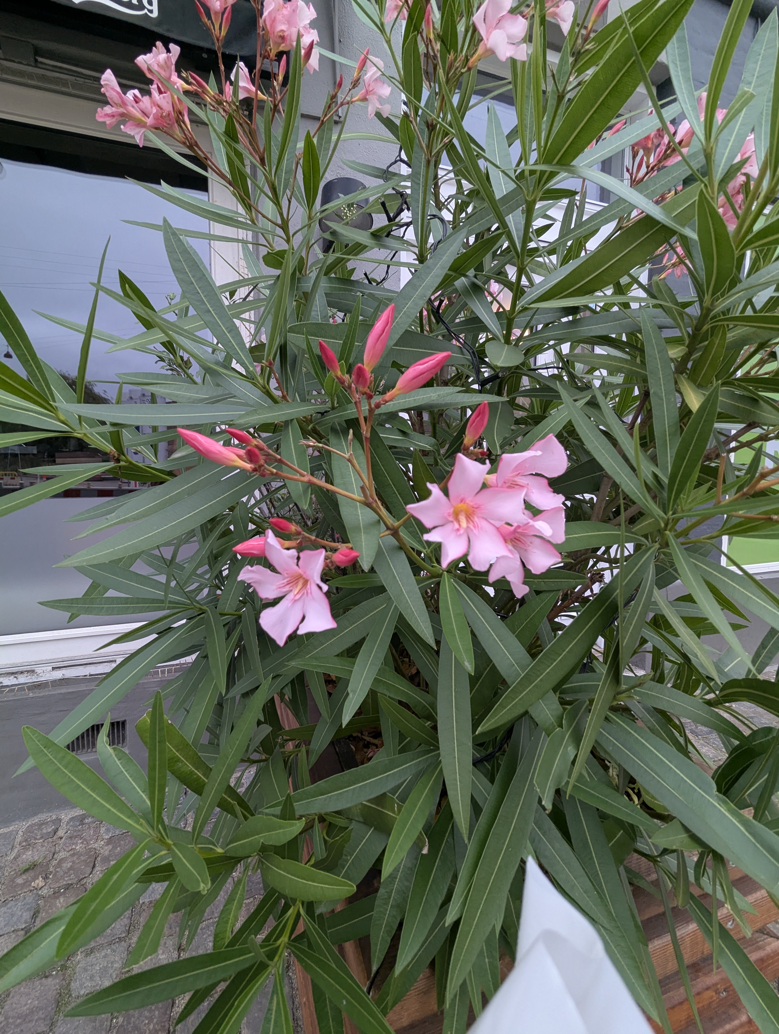 Lyngby, Copenhagen, Denmark